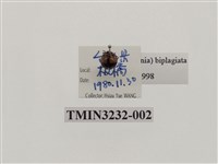 藏品(雙帶盤瓢蟲)的圖片